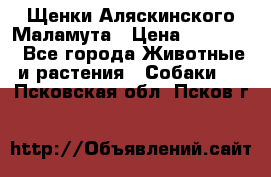 Щенки Аляскинского Маламута › Цена ­ 10 000 - Все города Животные и растения » Собаки   . Псковская обл.,Псков г.